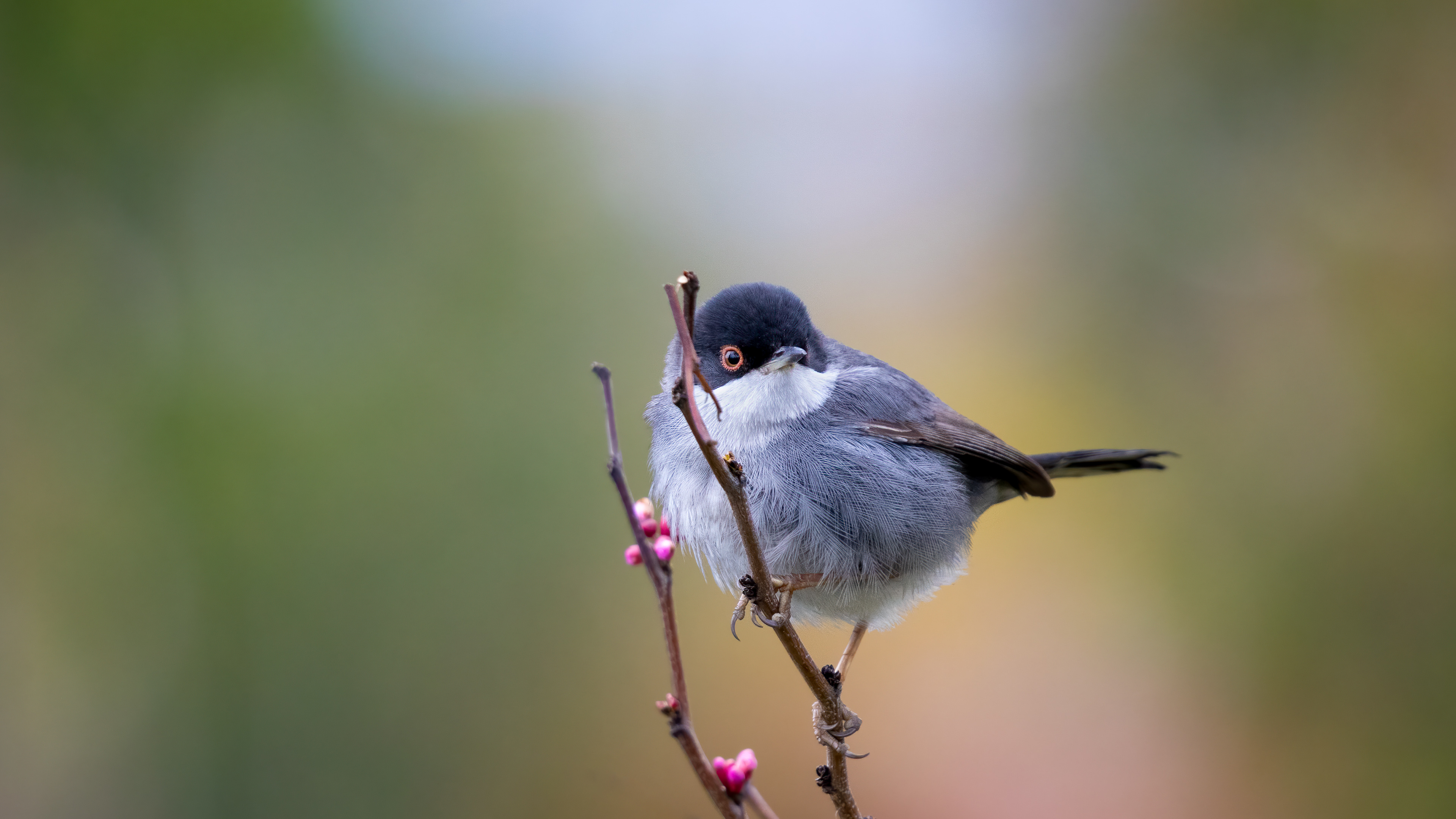 Sardinian Warbler